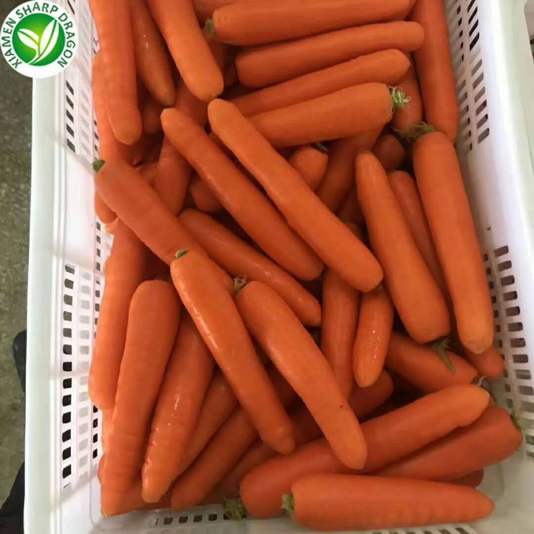 fresh carrot (3) fresh carrot (3)