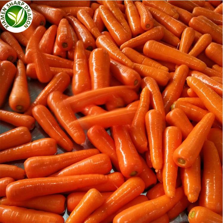 Fresh Carrots 3 Fresh Carrots supply view 3