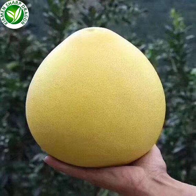 Whole yellow pomelo supported on a hand