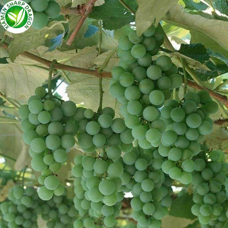 green grapes ready to be weighed as a snack portion