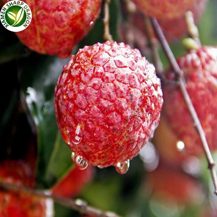 lychee fruit on sale lychee fruit on sale