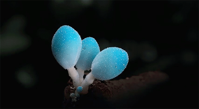 Mushroom growth