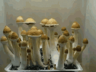 Slow motion mushrooms