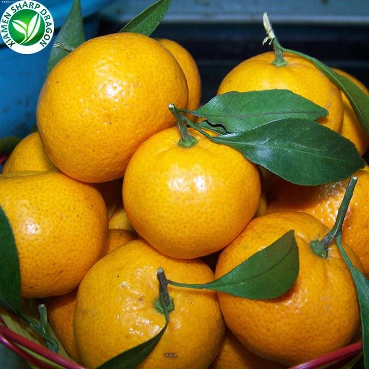 Fresh oranges prepared for frozen citrus raw material inspection