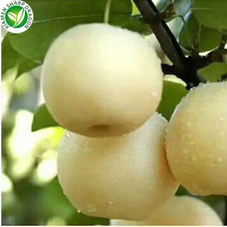 IQF frozen snow pear dices supplier for bulk export