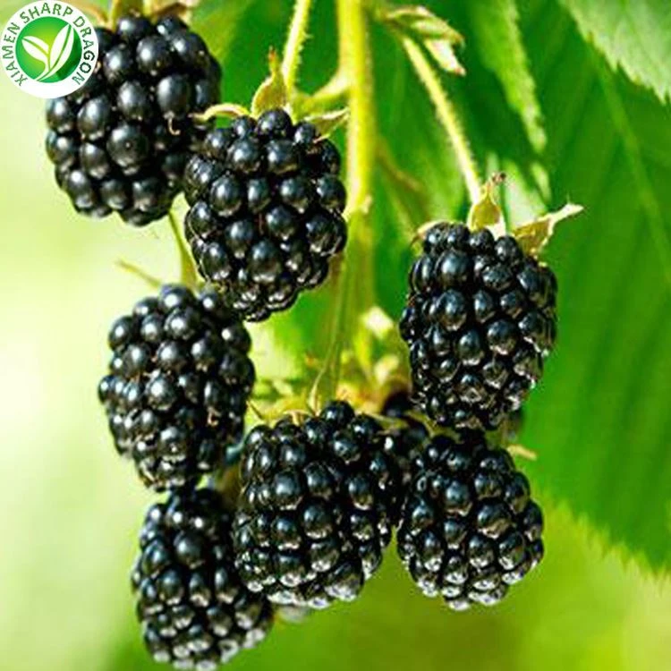 Ripeness and personal food restrictions are separate questions Dark blackberries growing on stems