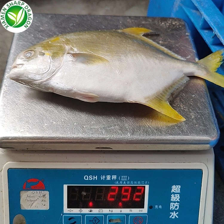 Whole frozen golden pomfret 120 to 150g seafood product reference