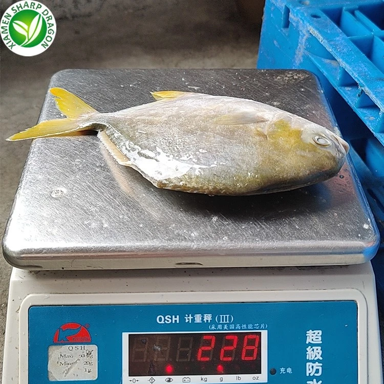 IQF frozen golden pomfret whole fish for seafood importers