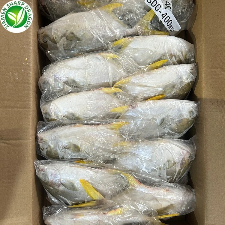 Bulk frozen golden pomfret fish for foodservice and retail seafood buyers