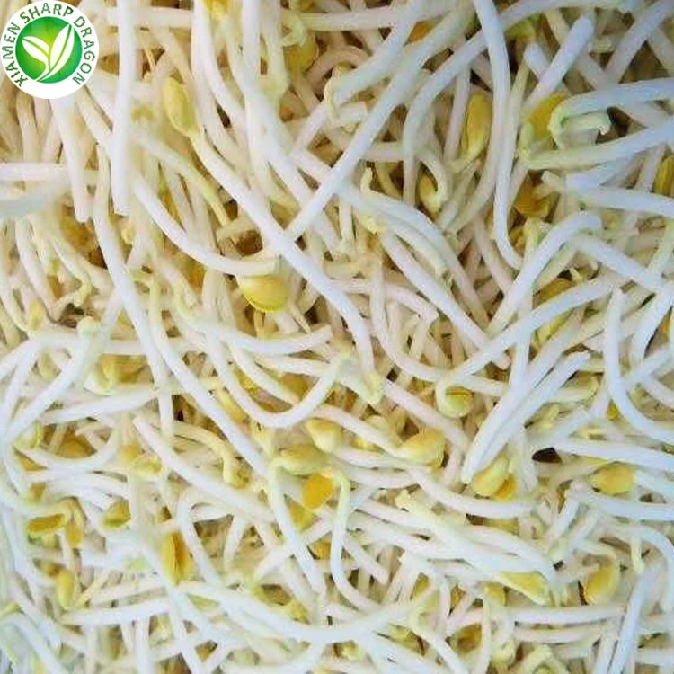 Soybean sprout cotyledon and stem identity Soybean sprouts showing their larger yellow cotyledons and pale stems