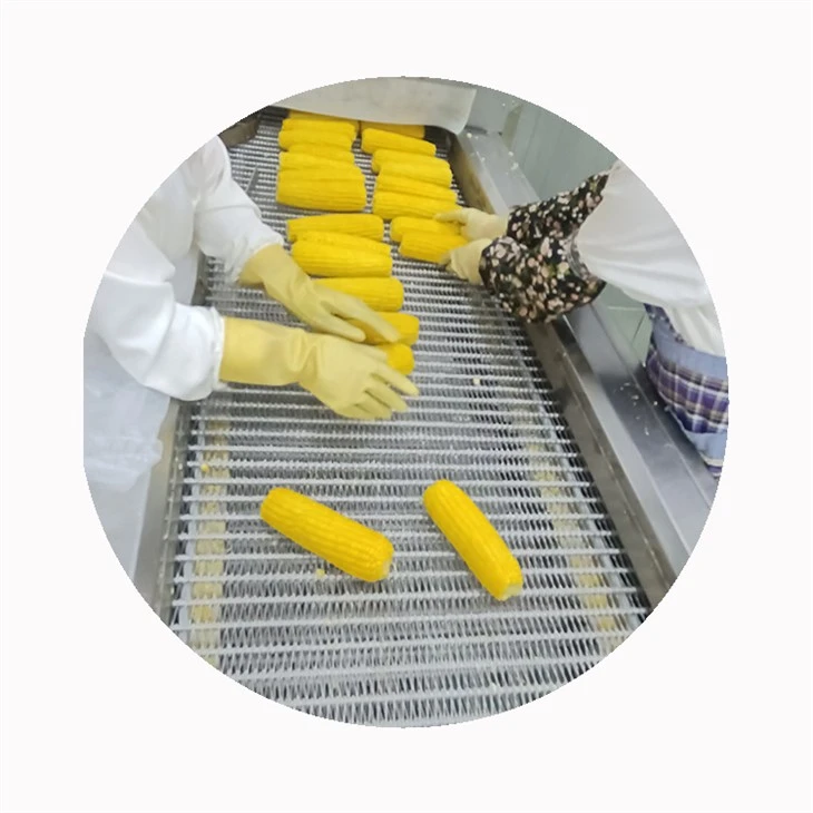 Gloved workers arranging yellow corn cobs on a metal conveyor