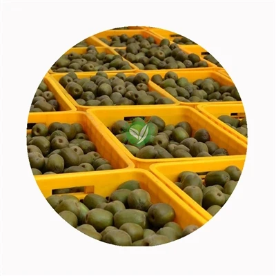 Fresh kiwi raw material before ripeness and defect selection Fresh whole kiwifruit sorted in yellow harvest crates