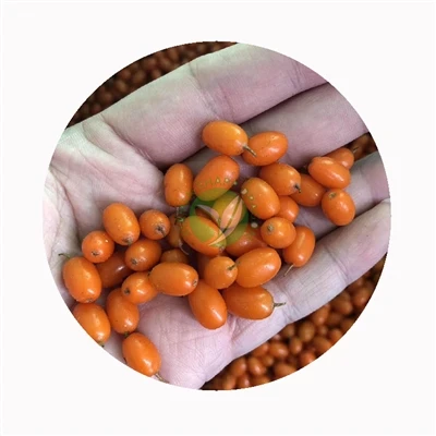Whole sea buckthorn berries shown in hand Hand holding whole orange sea buckthorn berries for size and color reference
