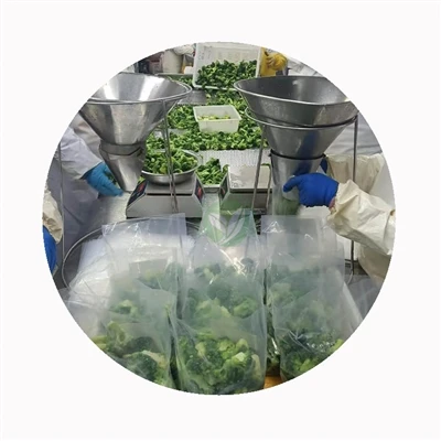Workers weighing broccoli into clear bags
