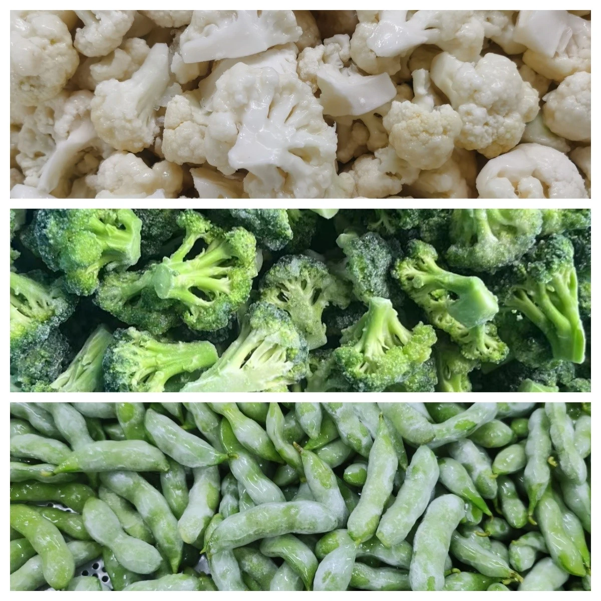 frozen Vegetable supplier