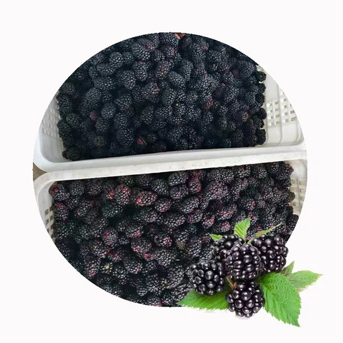 can you freeze fresh blackberries can you freeze fresh blackberries