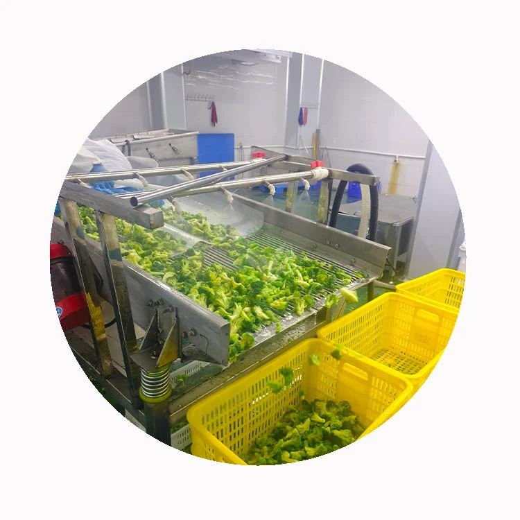 Frozen broccoli processing line at XMSD source facility Broccoli florets moving through a washing and processing line