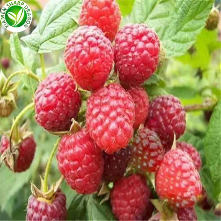 Frozen Raspberries Cost