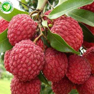 Lychee Fruit Wholesale Price