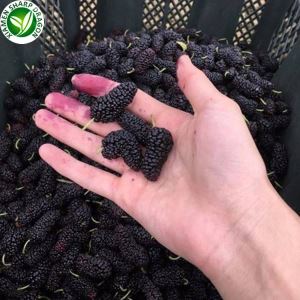 Mulberry Fruit Online