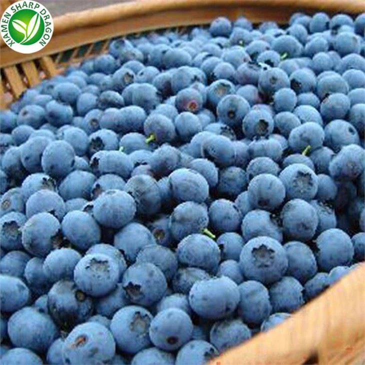 Frozen Blueberry Latest Price
