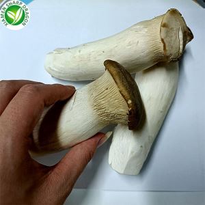 Frozen Pleurotus Eryngii