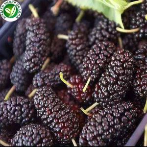 Mulberry Fruit For Sale