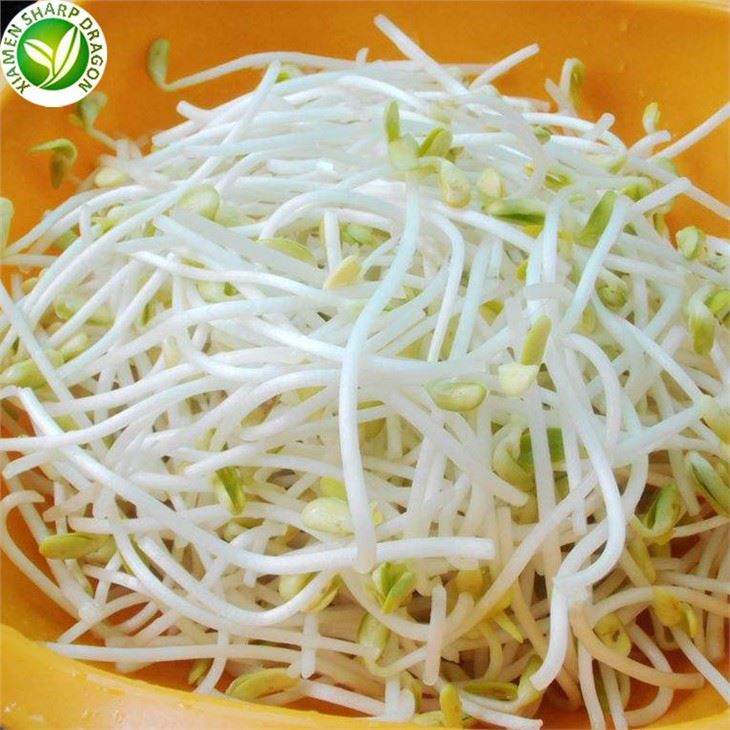 Buy Frozen Mung Bean Sprouts Online