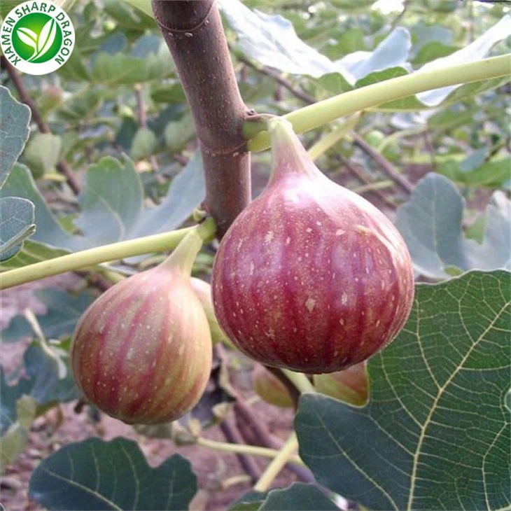 1KG Packed Figs