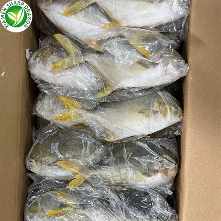 Frozen Golden Pomfret