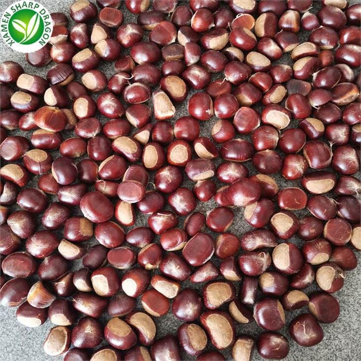 In-shell chestnuts as processing raw material Fresh brown chestnuts spread in a single layer before peeling