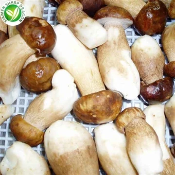 Cleaned whole porcini mushrooms with brown caps and pale stems
