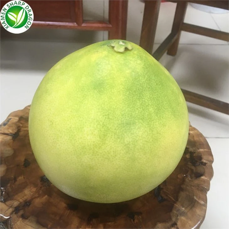 New Season Grapefruit Supply