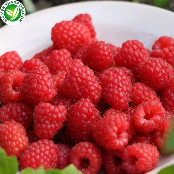 Raspberry Fruit Type