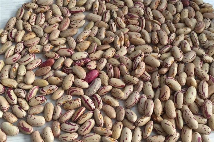 White Kidney Beans