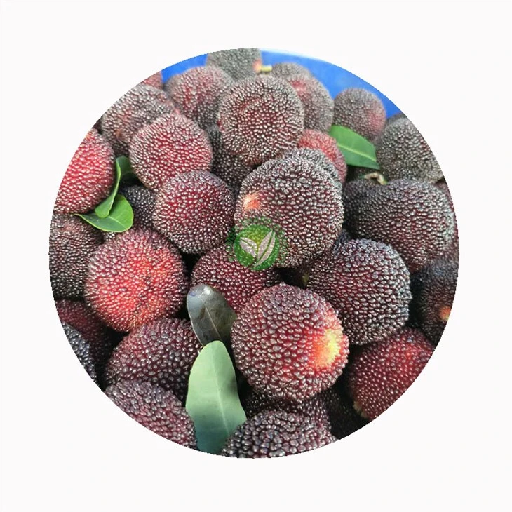 frozen chinese bayberry exporter